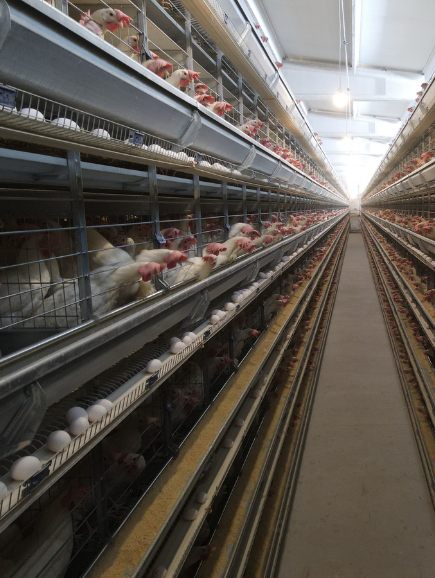 Evrenkaya Yumurta modern tesislerimiz