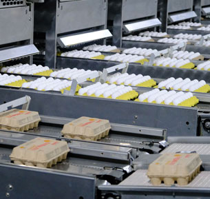 Evrenkaya Yumurta, Afyonkarahisar’daki modern tesislerinde yüksek hijyen standartları, kendi tesislerinde üretilen ve laboratuvar analizleriyle kontrol edilen yemleme sistemi ve gelişmiş kümes teknolojileriyle her gün milyonlarca sofraya güvenilir, taze ve kaliteli yumurta ulaştırmaktadır.